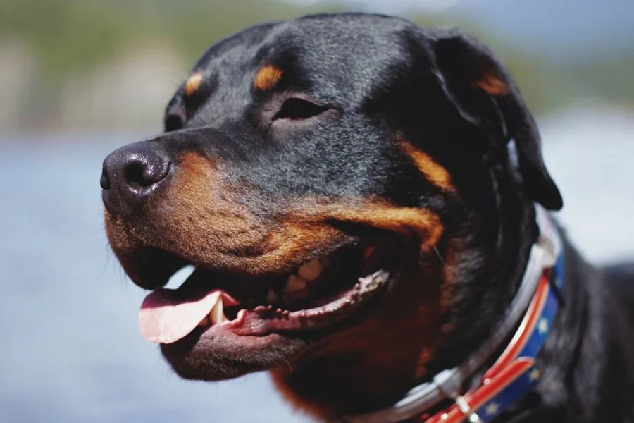 BH: homem invade lote e morre após ataque de cães da raça Rottweiller