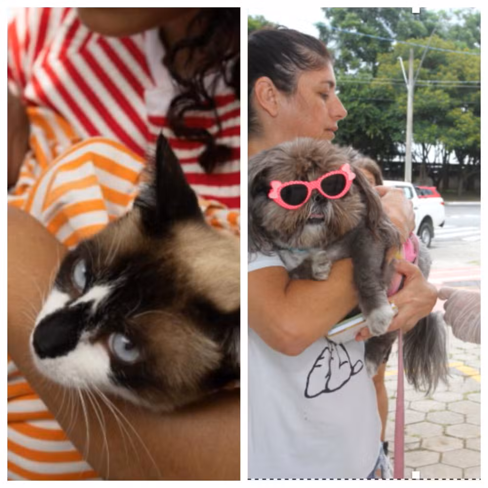 Começa Semana D de vacinação contra a raiva para cães e gatos em Contagem; confira locais Ação ocorre entre esta segunda-feira (10) e sexta (14), das 8h às 17h, em oito regiões do município; vacinação é gratuita.