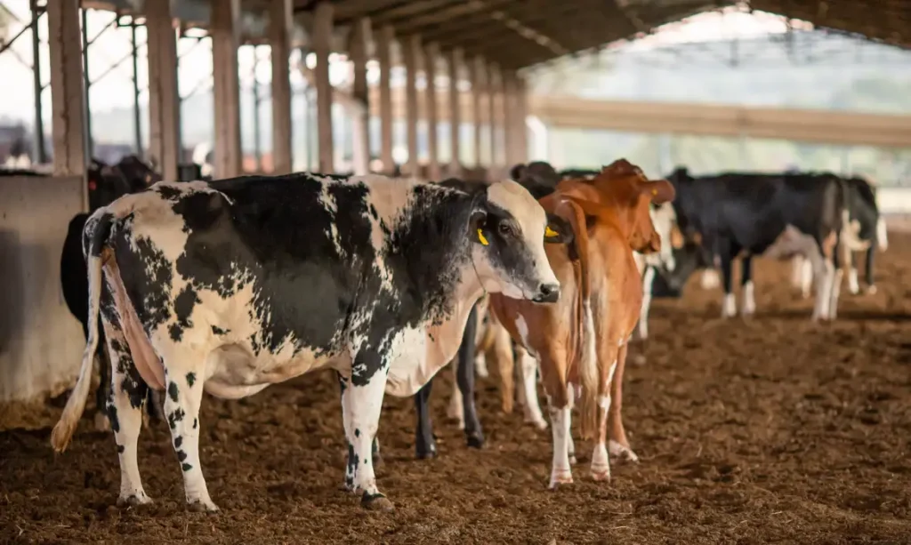 UE suspende carnes do Brasil; entenda impacto e próximos passos Bloqueio pode afetar até US$ 2 bi por ano em exportações brasileiras