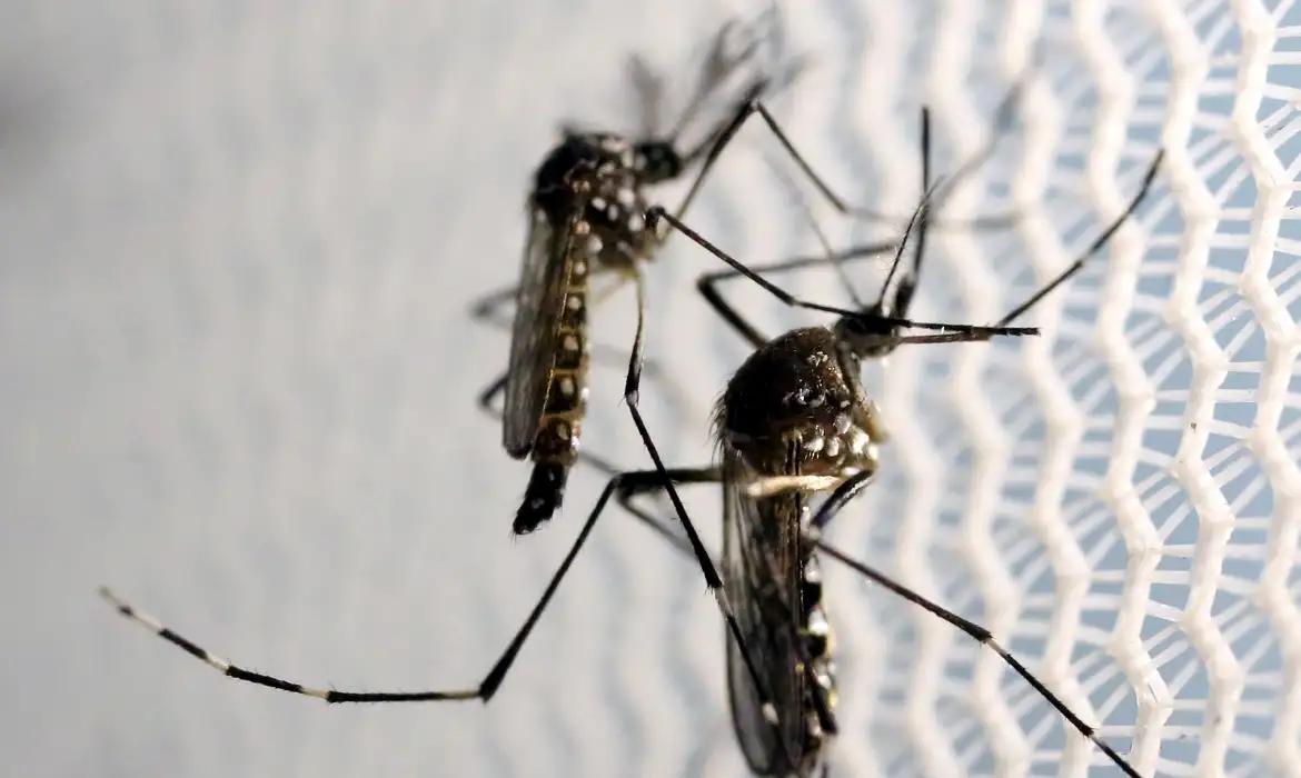 Aedes aegypti: quase metade dos municípios está em alerta ou risco Mesmo com presença do mosquito, casos de dengue caem 70% em um ano